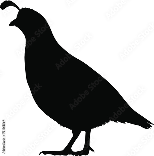 California quail silhouette, a charming ground bird with a distinctive plume, isolated on white background a symbol of the golden states natural beauty