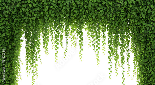 Abundant green ivy vines cascading down, isolated on white background