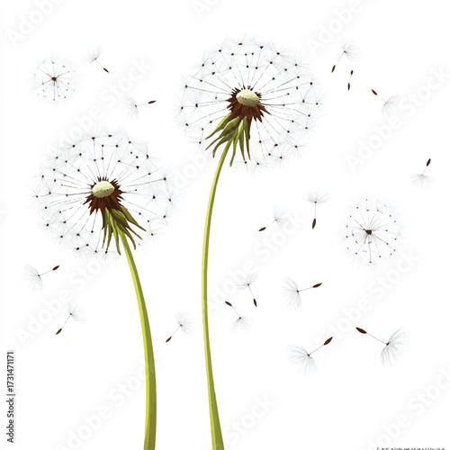 Two delicate dandelion clocks with seeds blowing away in the wind