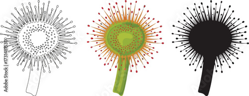 Sundew plant in line art, color, and silhouette illustration