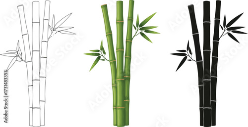 Bamboo stems in outline, color, and silhouette illustration