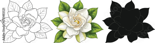 Gardenia flower in outline, color, and silhouette illustration