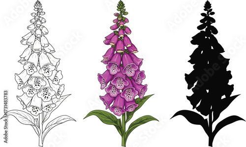 Foxglove flower in line art, color, and silhouette illustration