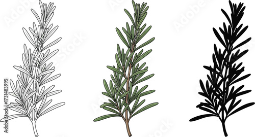 Rosemary branch in line art, color, and silhouette illustration