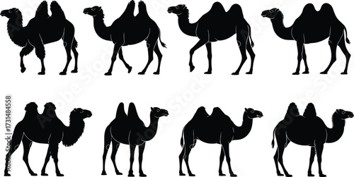 Black silhouette illustration of camels with two humps, desert animal vector design, camel artwork collection, exotic wildlife outline, transportation mammal illustration