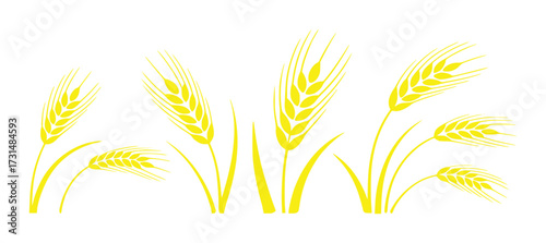 Yellow Wheat Stalks on White Background - Vector Illustration