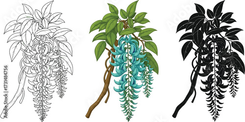 Jade vine in line art, color, and silhouette illustration