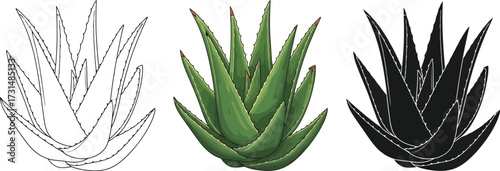 Aloe vera plant in sketch, color, and silhouette illustration