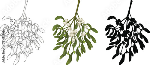 Mistletoe in line art, color, and silhouette illustration