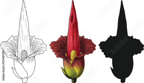 Voodoo lily in outline, color, and silhouette illustration