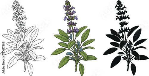Sage plant with flowers and leaves in color, line art, and silhouette illustration