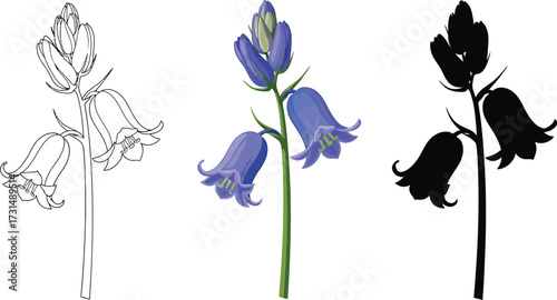 Bluebell flower in sketch, color, and silhouette illustration