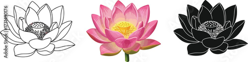 Lotus flowers in line art, color, and silhouette illustration