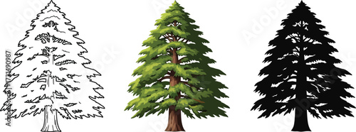 Fir trees in line art, color, and silhouette illustration