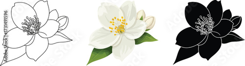 Jasmine flowers in outline, color, and silhouette illustration