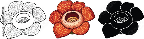 Rafflesia flower in outline, color, and silhouette illustration