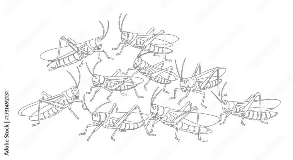Fototapeta premium Line Art of a Swarm of Locusts or Grasshoppers Together on a White Background