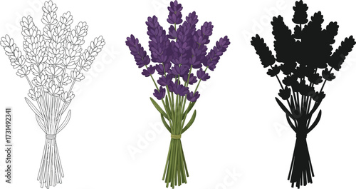 Lavender flower in line art, color, and silhouette illustration