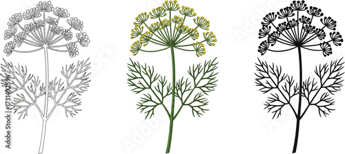 Dill plant in outline, color, and silhouette illustration