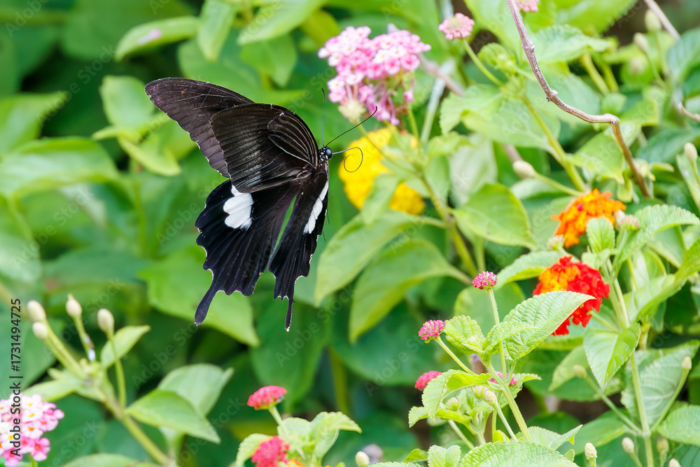 Fototapeta premium 美しいモンキアゲハ（アゲハチョウ科）。 ランタナ（クマツヅラ科）の花の蜜を吸っている。 英名学名：The Red Helen, Papilio helenus, swallowtail Butterfly Lantana, Lantana camara 静岡県伊豆半島賀茂郡南伊豆町中木ヒリゾ浜、石廊崎オーシャンパーク-2025年 