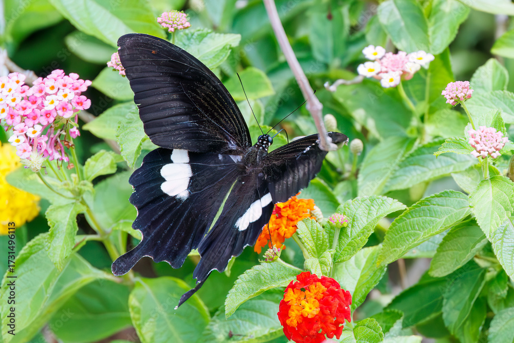 Fototapeta premium 美しいモンキアゲハ(アゲハチョウ科)。 ランタナ(クマツヅラ科)の花の蜜を吸っている。 英名学名:The Red Helen, Papilio helenus, swallowtail Butterfly Lantana, Lantana camara 静岡県伊豆半島賀茂郡南伊豆町中木ヒリゾ浜、石廊崎オーシャンパーク-2025年