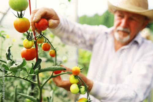 Fresh farm cherry tomatoes on the branches are harvested by the farmer.