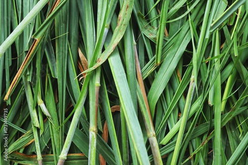 Green vetiver leaves background or texture