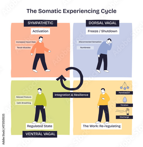 Somatic Experiencing Cycle shows four phases, activation, shutdown, regulation, and integration, with human figures and arrows. Doodle style diagram
