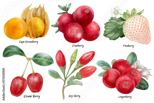 Berries vector hand drawn watercolor isolated on transparent background.