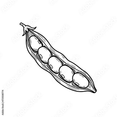 Detailed Black and White Illustration of Open Pea Pod with Peas