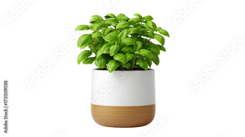 Indoor herb plant like basil or mint in modern pot, isolated on a Transparent background, PNG file.