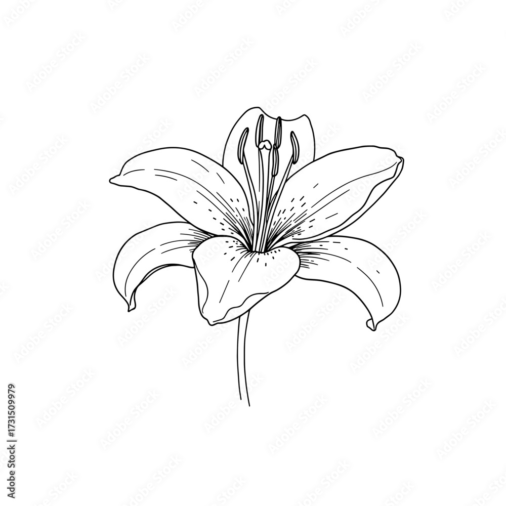 Obraz premium Elegant Line Art Illustration of a Lily Blossom