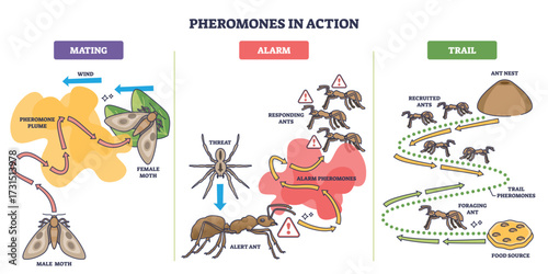 Pheromones in action shows how ants and moths use chemical signals for mating, alarm, and trail marking. Main objects, moths, ants, arrows. Outline diagram