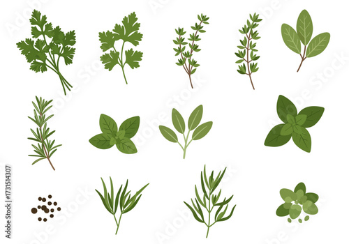 Assorted herbs  spices illustration parsley thyme sage rosemary basil  pepper