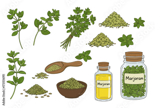Marjoram herb art depicts fresh sprigs dried piles a bowl wooden spoon oil bottle  leaves in a jar