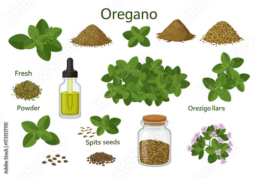 Oregano variations showcased leaves powders oil seeds and flowers on a white background
