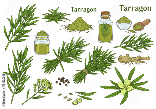 Tarragon illustration showcases fresh sprigs powder oil seeds root and flower