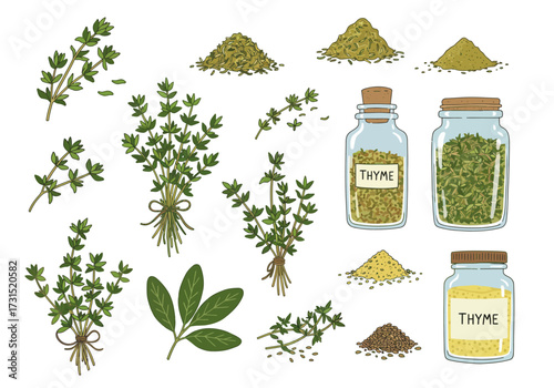Thyme assortment fresh sprigs dried piles  jarred forms on a white background