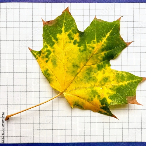 A vibrant yellow and green changing maple leaf photographed in a flat lay on a white and blue graph paper background, representing the transition of autumn, nature, science, and design concepts.