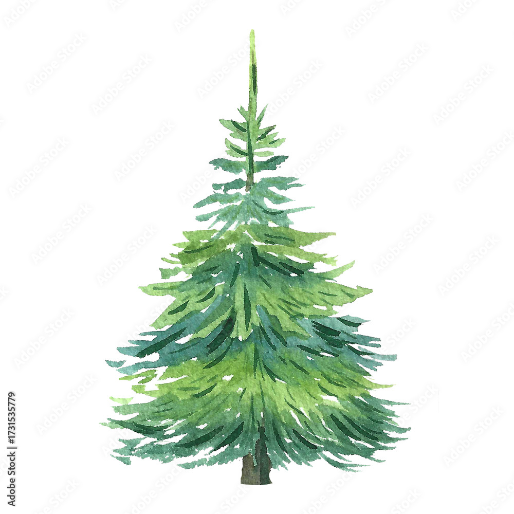 Fototapeta premium spruce, watercolor illustration for design, packaging, postcards, and tableware
