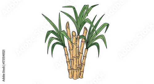 Botanical illustration of sugarcane plant with stalks and leaves on white background is ready to