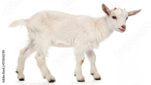 Young goat kid on a pure white background, a common sight in farm agriculture