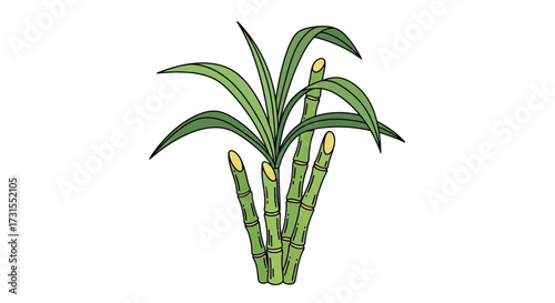 Illustration of sugar cane plant with green stalks and leaves on white background