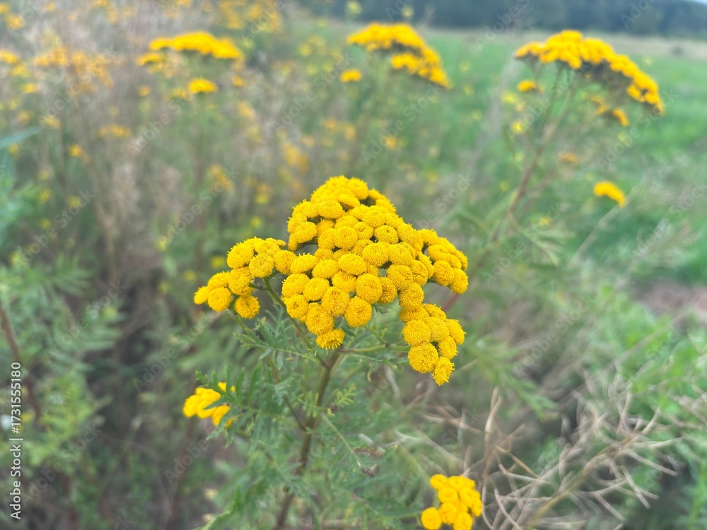 Obraz premium Tansy Tanacetum vulgare with yellow blossoms grows in a summer meadow