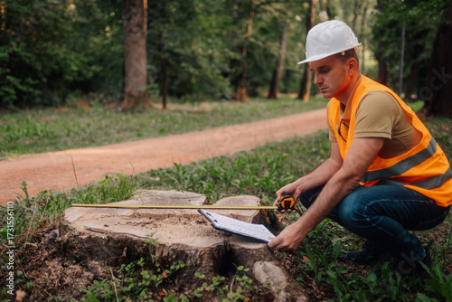 Принти на полотні Forest engineer measuring tree stump diameter with measuring tape
