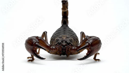 Scorpion Close Up Isolated on White - A detailed close-up shot of a dark brown scorpion isolated against a pure white background.