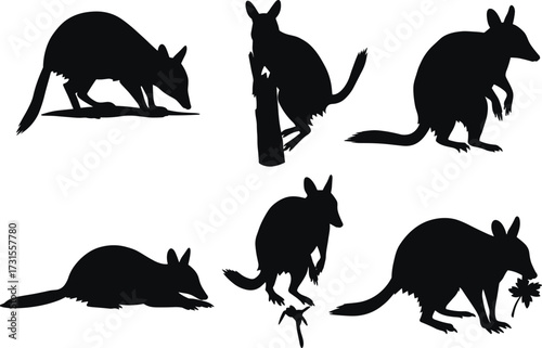 Australian bilby animal silhouettes collection isolated on white background, wildlife marsupial vector illustration, endangered species design for nature projects