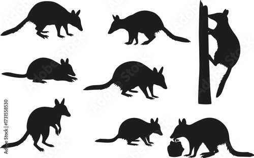 Australian bilby marsupial animal silhouettes set isolated on white background, wildlife vector illustration, endangered nocturnal species design for nature and conservation projects