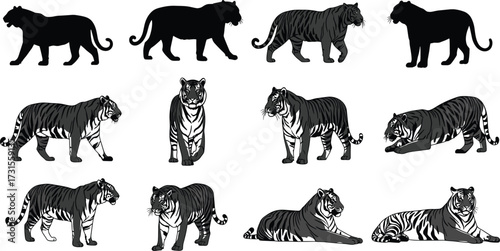 Tiger silhouette, tiger poses, wild animal illustration, tiger vector, tiger anatomy, tiger art, tiger design, tiger collection, tiger movement, tiger style