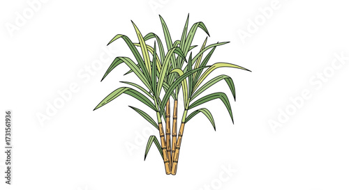 Sugarcane plant illustration isolated on white background simple vector graphic plant drawing